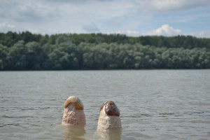 Eső hozók