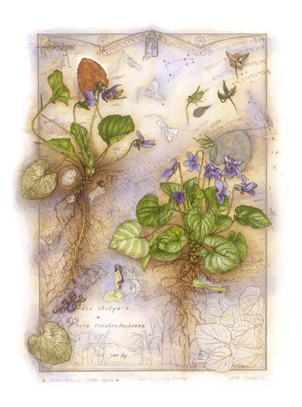 Anima Plantae/ Viola reichenbachiana (Erdei ibolya)