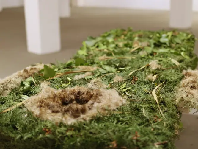 Ökoszisztéma szolgáltatások- Rekreáció