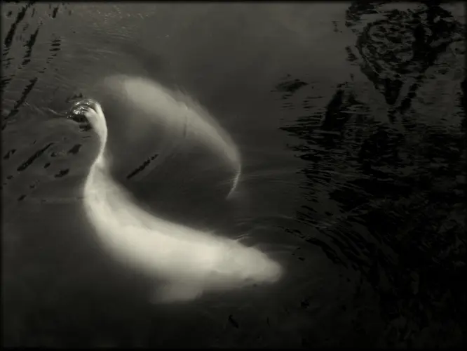 MÉRLEG-HAIKU című Fodor Ákos haikuhoz