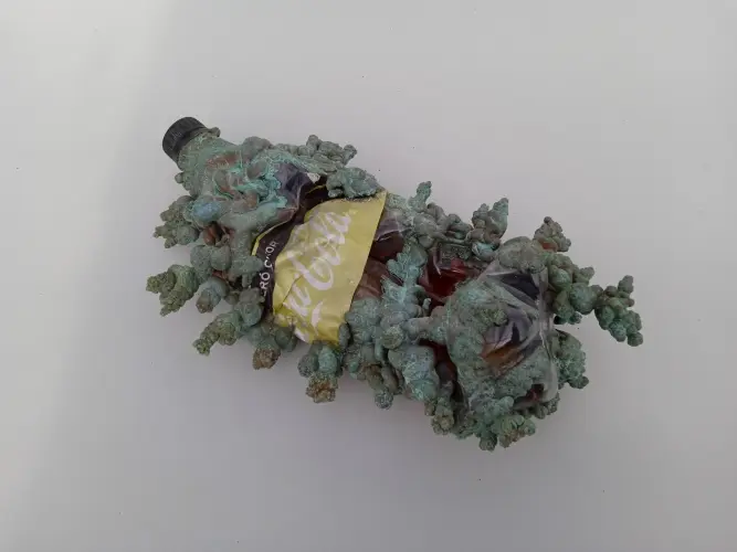 Üdvözlet a Csendes Óceánról  ( olvéjszkokakóla  )