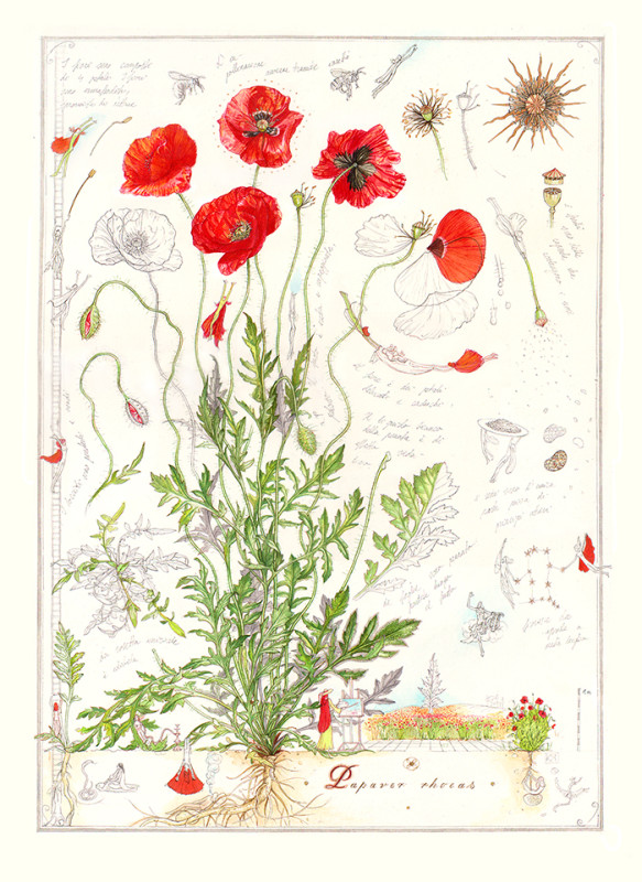 Anima plantae/ Papaver rhoeas (Mezei pipacs)