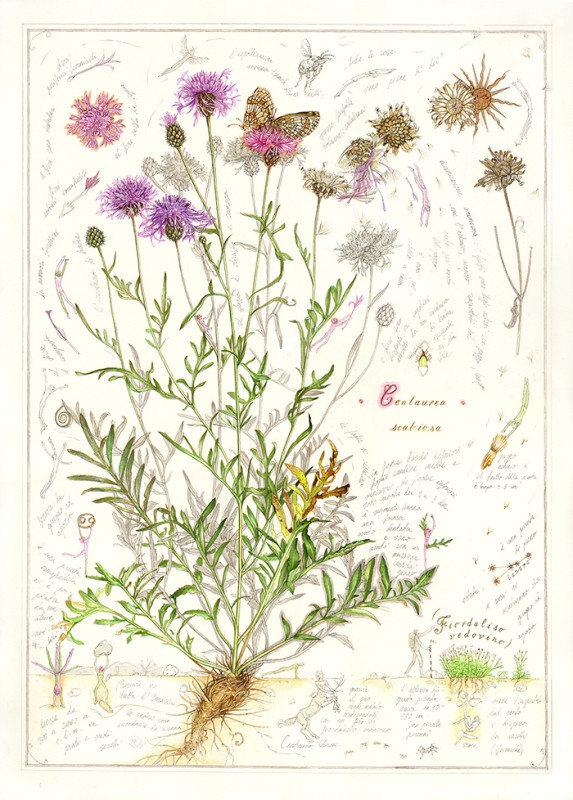 Anima plantae/ Centaeura scabiosa (Vastövű imola)