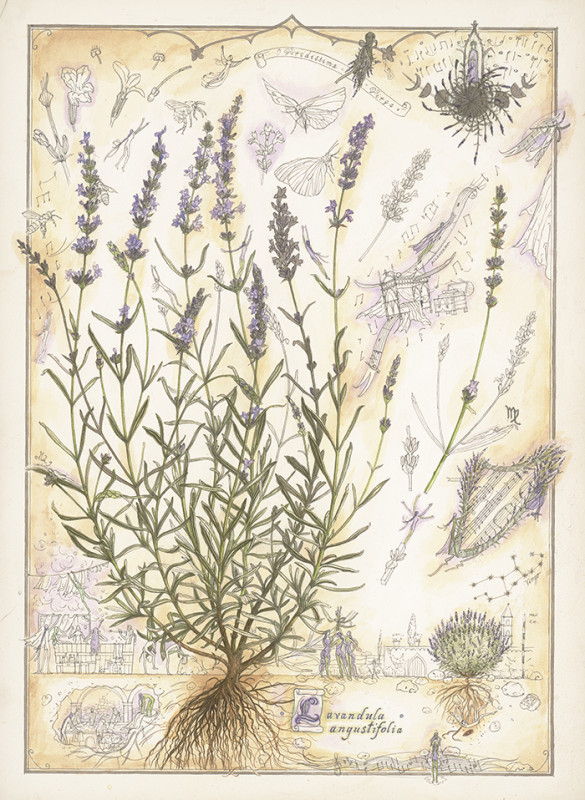 Anima plantae/ Lavandula angustifolia (Levendula)